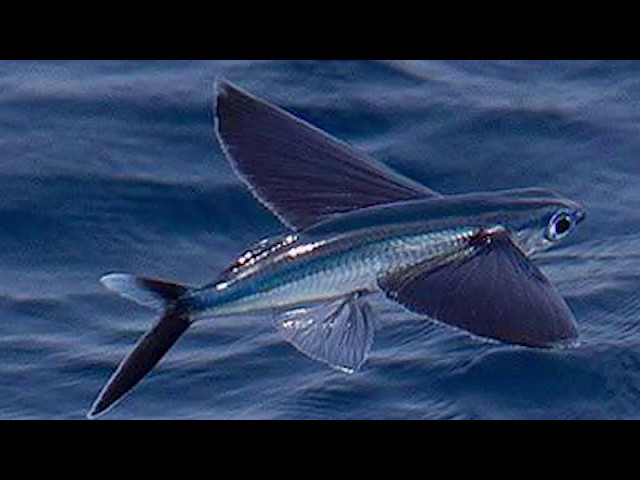 Flying Fish Documentary Video  Flying fish live in all of the oceans  