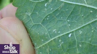 Watch Out for All Life Stages of Greenhouse Whiteflies