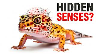 Your Leopard Gecko Can Sense Things You Never Knew Existed (And One Of Them Might Be You)