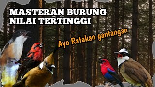 TEMBAKAN JAHANAM MASTERAN BURUNG PALING DI TAKUTI LAWAN || untuk murai kacer cucak ijo
