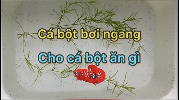 Ép betta siêu dễ p2 | cá bột bơi ngang | cho ăn gì?