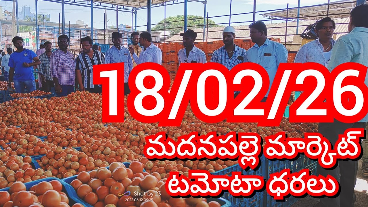 18-02-26 Madanapalle Tomato Market price Today || Today Tomato Market Rate in Madanapalle 