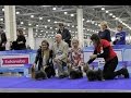 International Dog Show EURASIA I 2017, Yorkshire Terriers