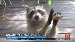 WATCH: Greedy raccoon steals cat food, knocks on door demanding more