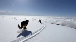 German Shephard Following His Skier Dad Downhill