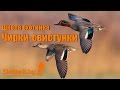 Утка чирок-трескунок