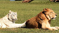 White Tiger And Lion In 360!!