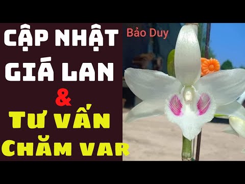 Cập Nhật Giá Lan Var Và Tư Vấn Chăm Mầm Gốc | Đức Hoa Lan | Foci