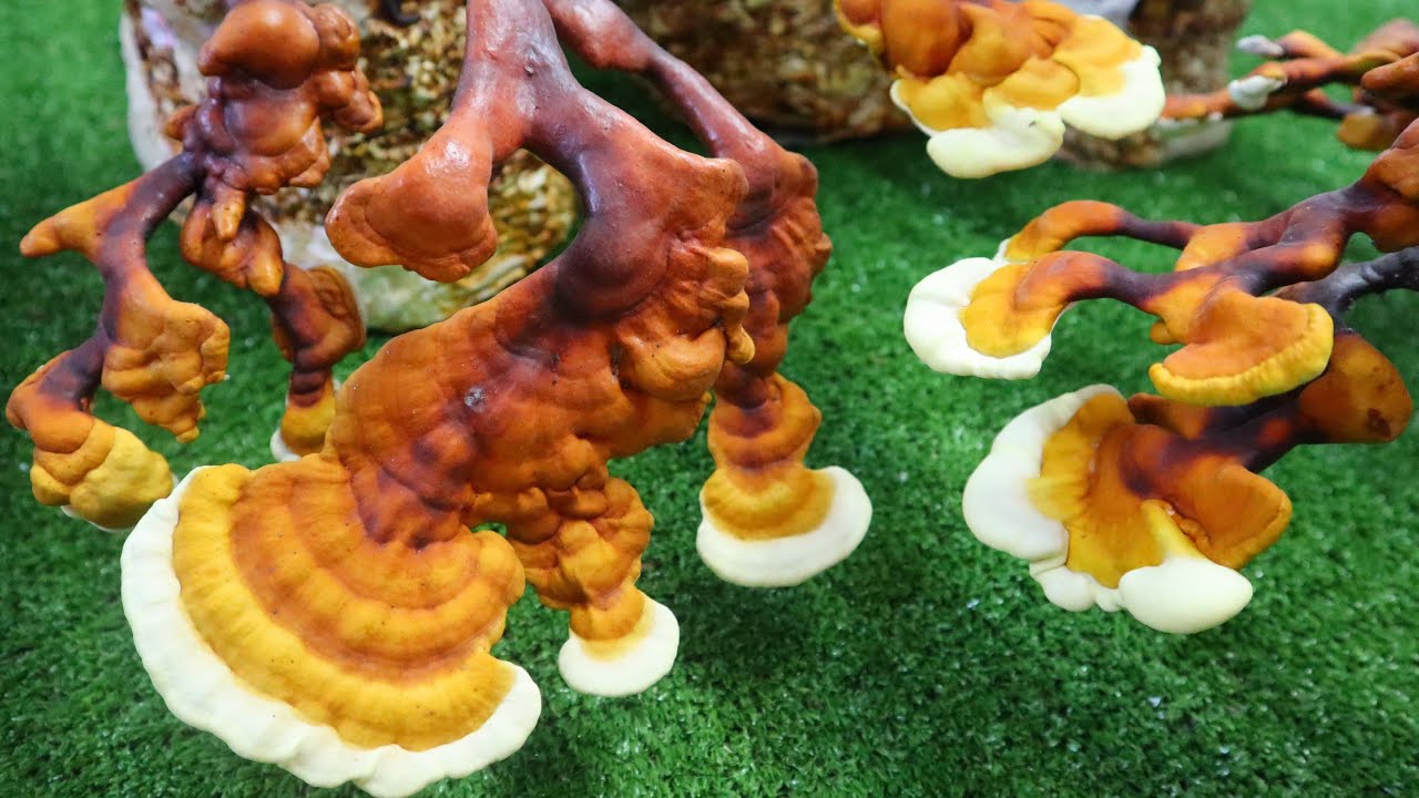 Гриб Рейши или Трутовик лакированный. Царство грибов.