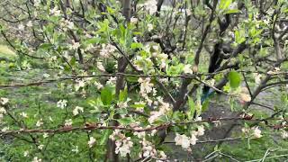 Marpha apple garden #travel #mustang #marpha
