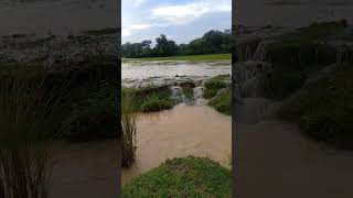 #shortsfeed #sort viral video#tunapahad ke khet#