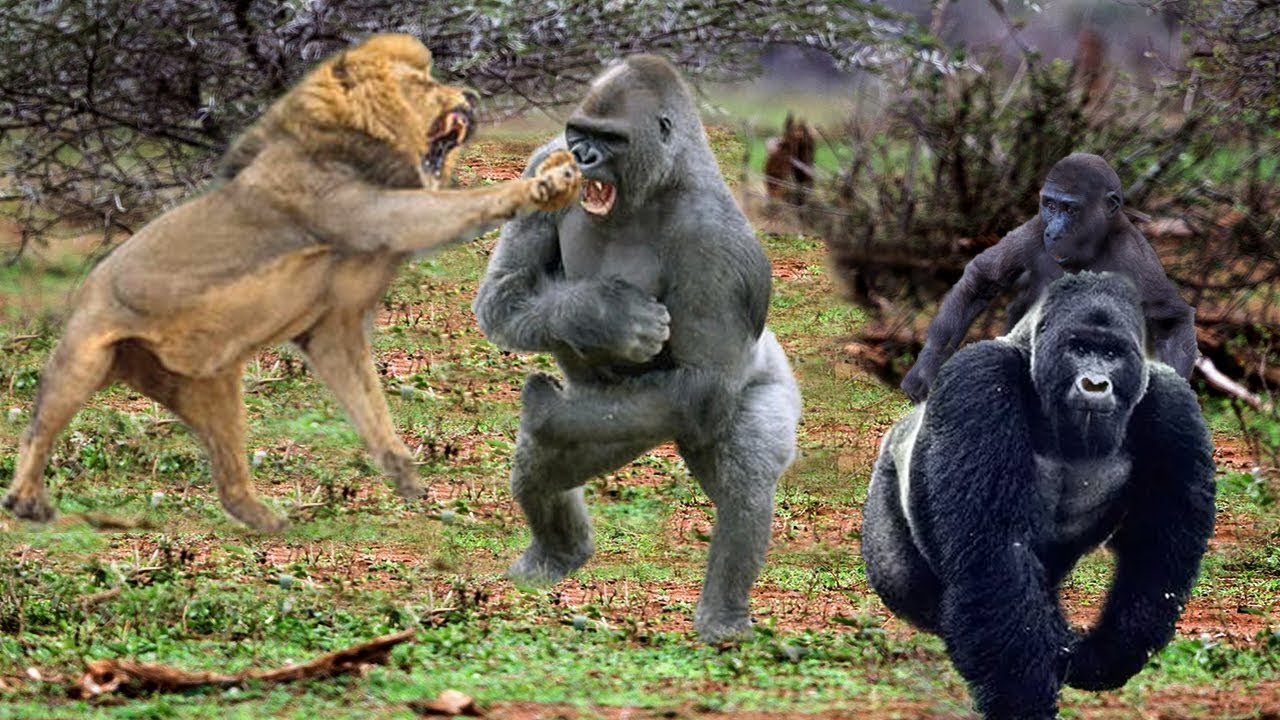 King Lions attack Gorillas, Herd Gorilla panic carry Baby ...