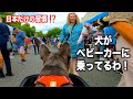 【海外の反応】ベビーカーに乗る犬とフリマへ行った時の外国人の反応