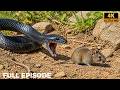 Snake vs  Mouse – A Life or Death Battle with an Unexpected Ending | Nature Animal Documentary