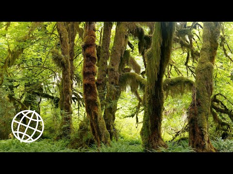 Video: Olympic National Park Er Det Mest Undervurderte Stedet I USA