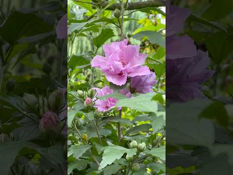 Ketmia Syryjska Odmiana Pełna Flowers Garden Nature Kwiaty Ogród 