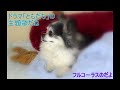 ドラマ ともだち   19660307~19660627 全17回  主題歌