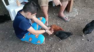 Afternoon Routine At The Chicken Coop/Grace and Pete Vlog