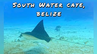 South Water Caye | Belize Barrier Reef 🌊 | Rays, Sharks & Dolphins | Belize