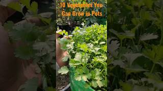 10 Easy Vegetables For Your Container Garden #short #shorts #easy #vegetables #urbangardening #pots