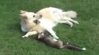 Fox and dog. Fox is playing with the dog by Hunting Wild hunt TV 5,546 views 7 years ago 1 minute, 56 seconds