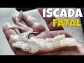 ISCADA DE CHOCO "TIRAS" PARA A PESCA DE GRANDES EXEMPLARES/CUTTLEFISH BAIT/ 乌贼/بالإنجليزية: 🤗✅🆕