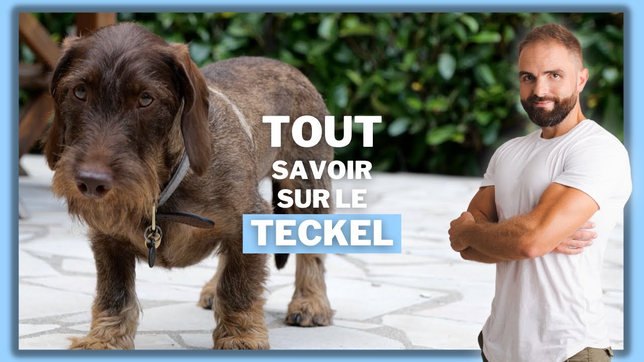 Teckel