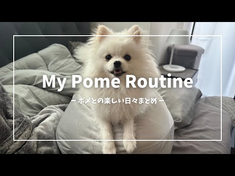 ポメラニアンとの楽しい日々をまとめてみた