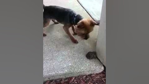 Trigger and the Toad