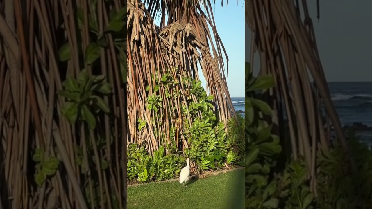 Bubulcus ibis 🐣Египетская, или коровья цапля на Кауаи. 