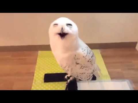 owl-laughing