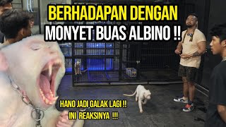 NGERI! CARA BERHADAPAN DENGAN MONYET GALAK !!! - HANO MONYET ALBINO JADI GANAS LAGI !!!