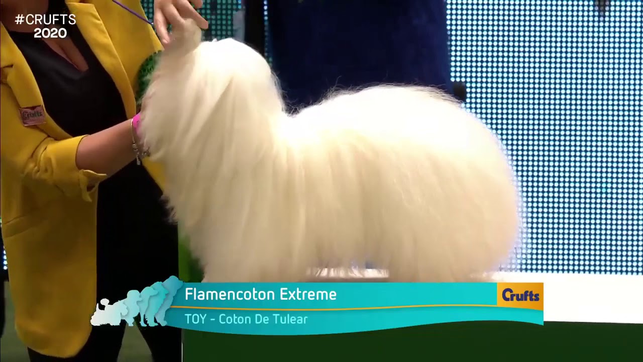 coton de tulear crufts