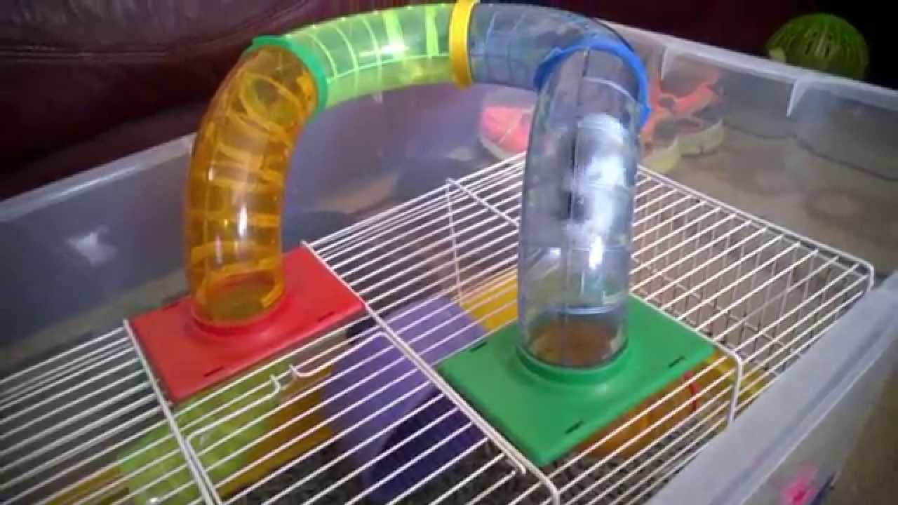 tubos grandes para hamster pequeños - YouTube