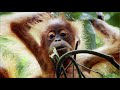 Mother Orangutan Teaches Daughter How to Survive in the Rainforest | Life | BBC Earth