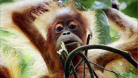 Mother Orangutan Teaches Daughter How to Survive in the Rainforest | Life | BBC Earth - DayDayNews