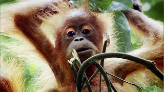 Mother Orangutan Teaches Daughter How to Survive in the Rainforest Life BBC Earth
