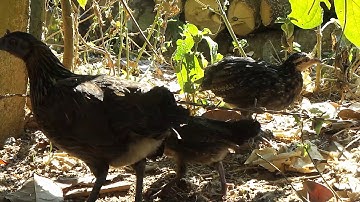 Poj qaib txuam qaib qus xiav qaij แม่ไก่ป่าลูกผสมตัวเมียสายกระดูกดำสวยๆ