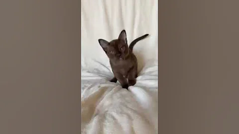 Video 3469831: european burmese kitten, burmese cat, boy cat, kitten love