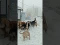 В Якутске стая собак разрывают чужака