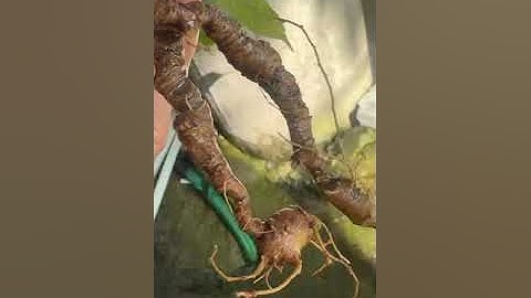 2 củ sâm rừng 50 gam giá êm zalo 0377965679 e Nguyệt nhé