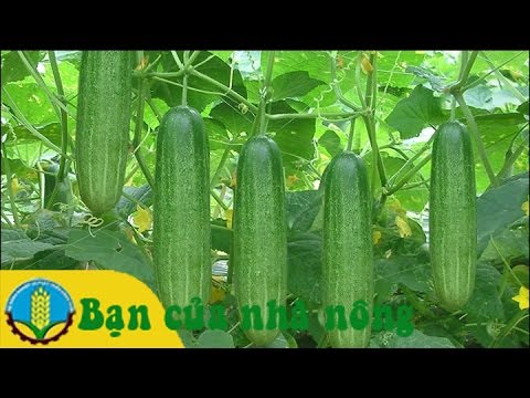 Video: Dưa Chuột Trên Bệ Cửa Sổ: Tính Năng Trồng Trọt