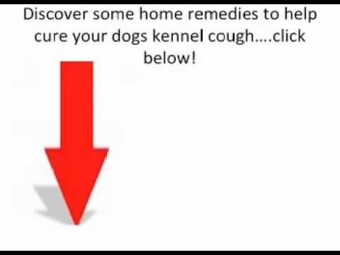 What To Do For Kennel Cough-Kennel Cough Treatment