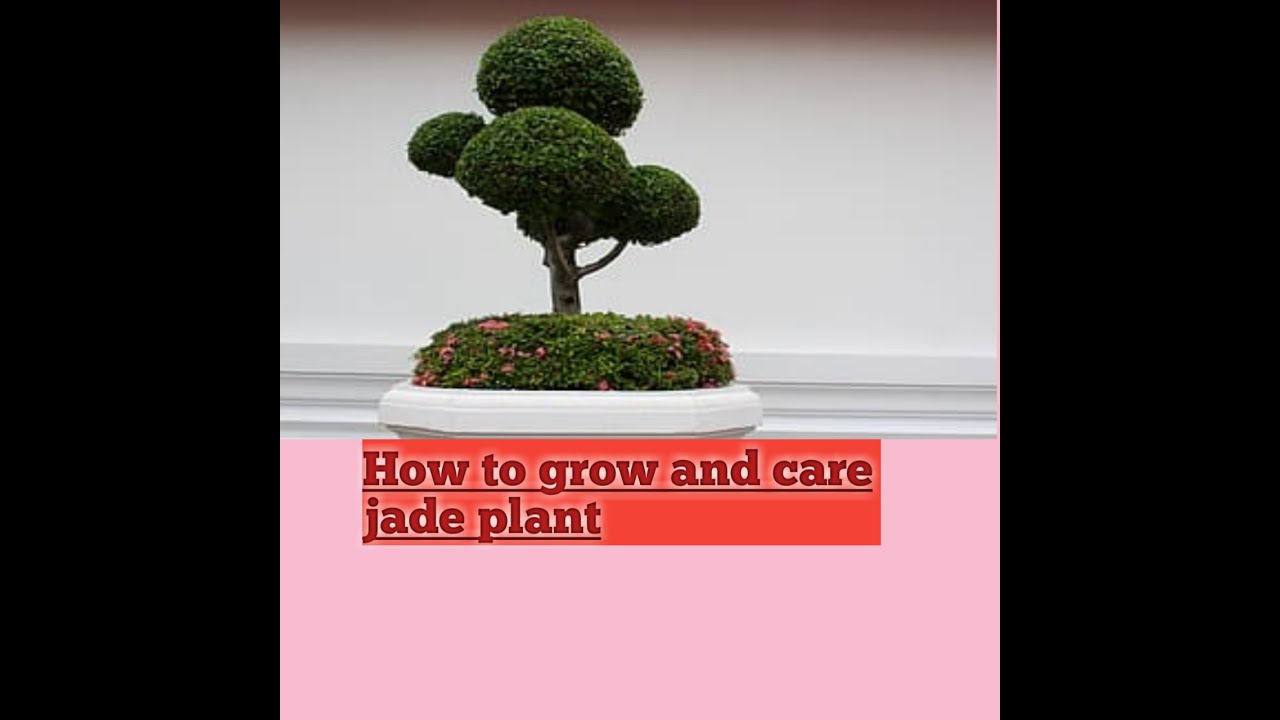 HOW TO CARE JADE PLANT IN HINDI.