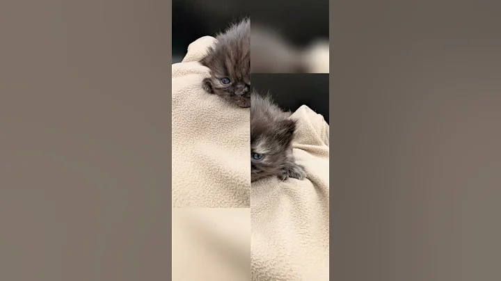 Watch the video about Persian Kitten #1 is a Beautiful Chocolate Torti Female she is $600 You can find her on our Website