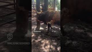 Ferdinand Loves Attention