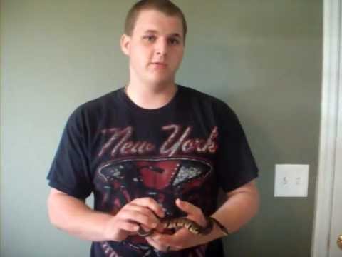 Ball Python Bad Shed