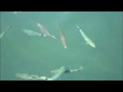 THE SNAKE MOANS - The owl in daylight