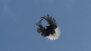 Pigeons (Clip 1) / Голуби (Клип 1) Pigeons (Clip 1) / Голуби (Клип 1)