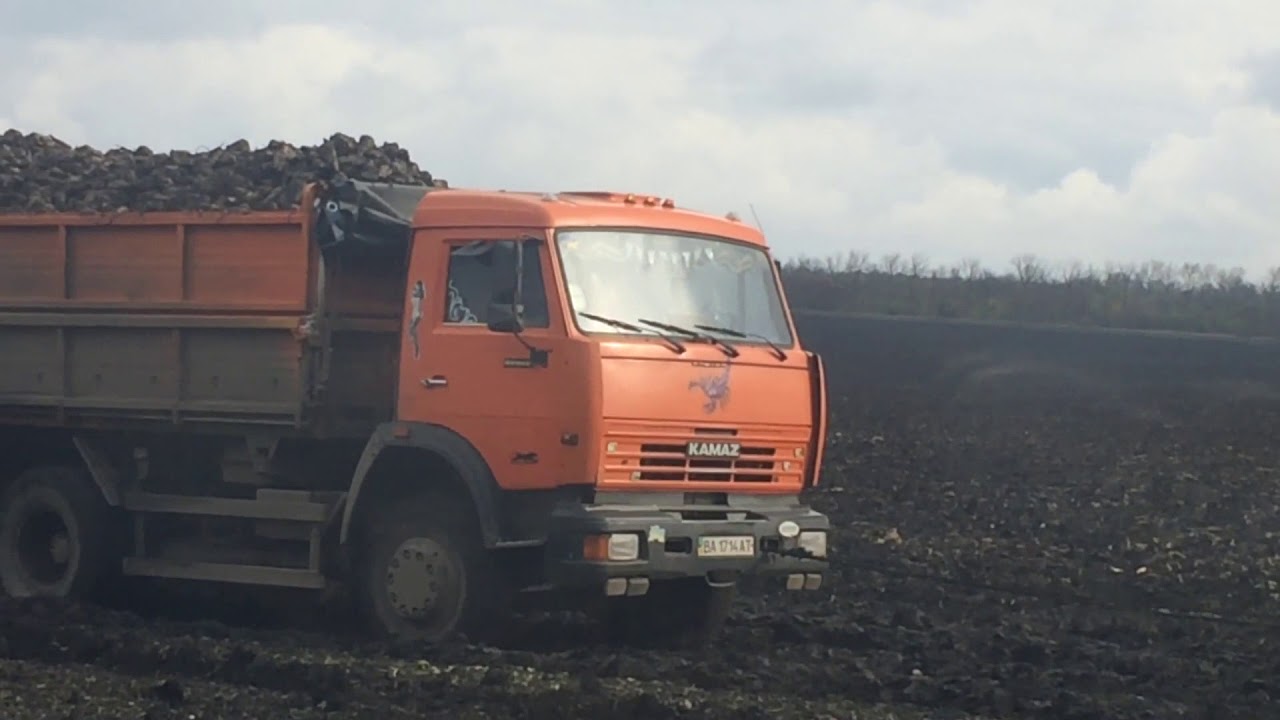 камаз с сахарной свеклой. камаз со свеклой. камаз 55111 уборка свеклы. камазы со свеклой. камаз 5410 тягач зерновоз на уборке свеклы сахарной.